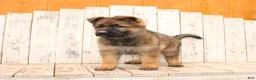 German Shepherd dogs for sale: Daisy - Ad 6