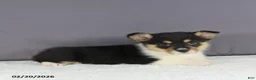 Welsh Corgi Pembroke dogs for sale: Rosa  - Ad 6