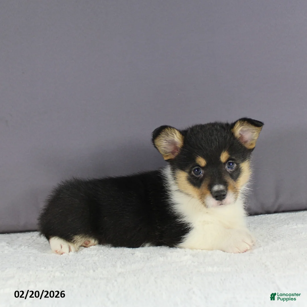 Welsh Corgi Pembroke dogs for sale: Rosa  - Ad 6