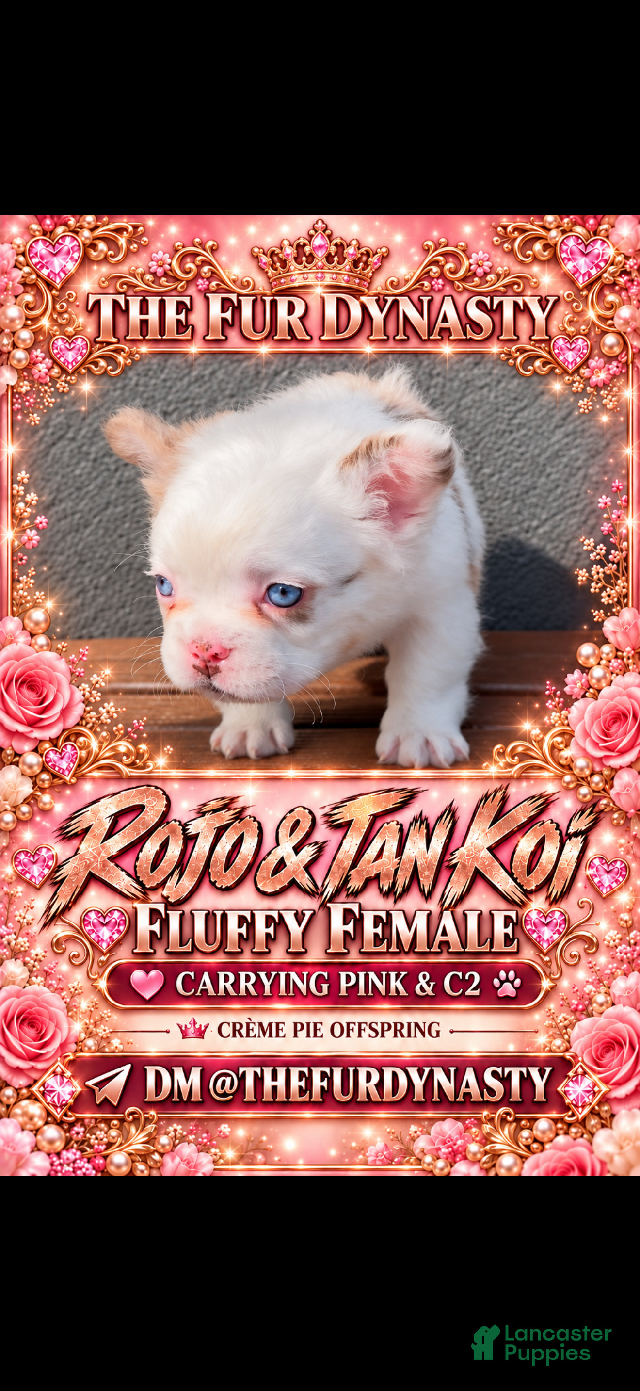 French Bulldog dogs for sale: French Bulldog 3 - Ad 10