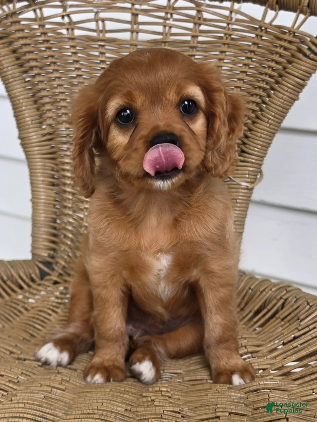 Cavapoo dogs for sale: MANDEE - Ad 2