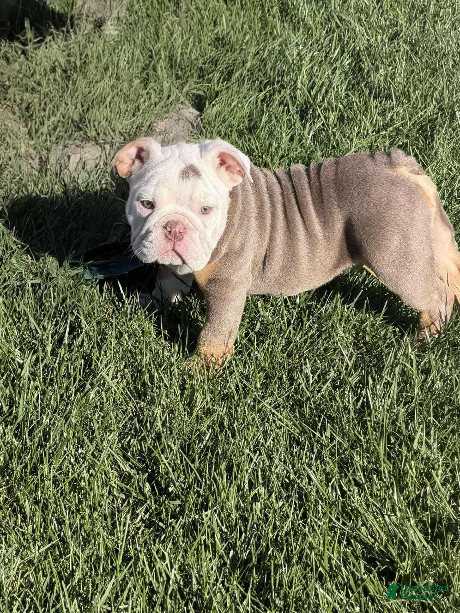 Lilac merle English Bulldog Puppies for sale Lancaster Puppies