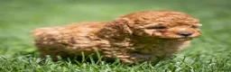 Miniature Poodle dogs for sale: Treasure Miniature Poodle  - Ad 3