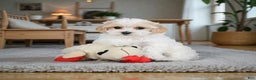 Maltipoo dogs for sale: rocky - Ad 8