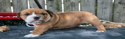 Beabull dogs for sale: Trina - Ad 3