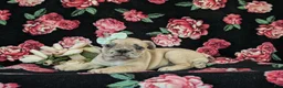 French Bulldog dogs for sale: Reba - Ad 6