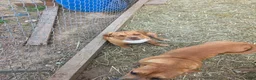 American Bully dogs for sale: American Bully Puppy 1 - Ad 1