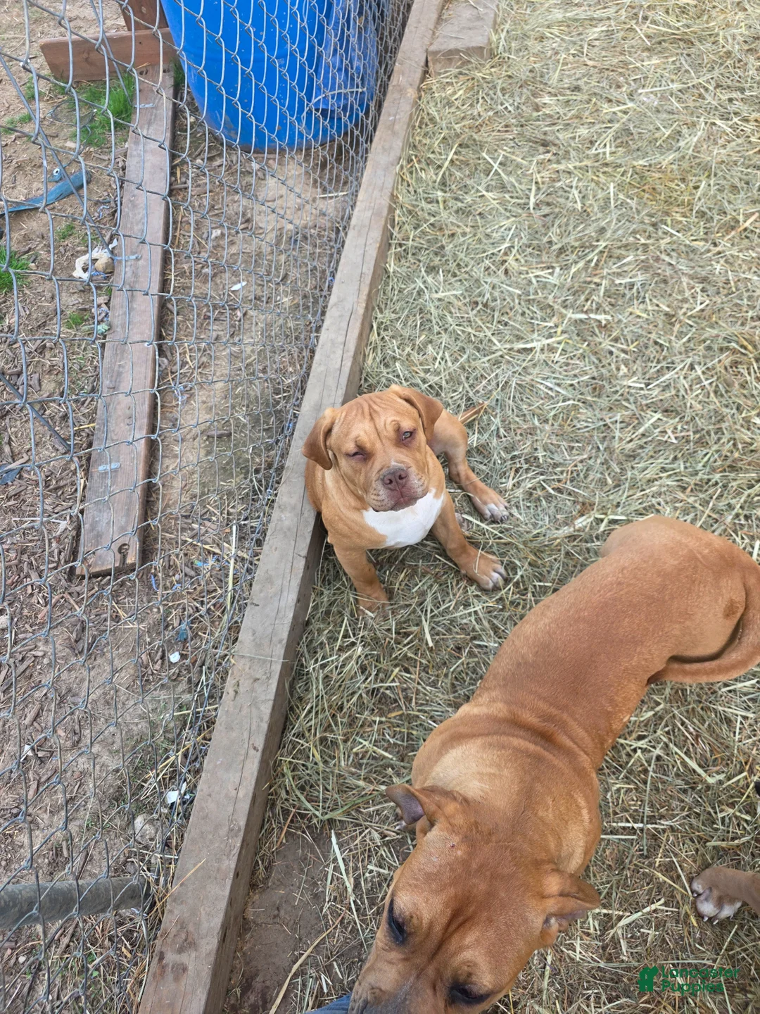 American Bully dogs for sale: American Bully Puppy 1 - Ad 1