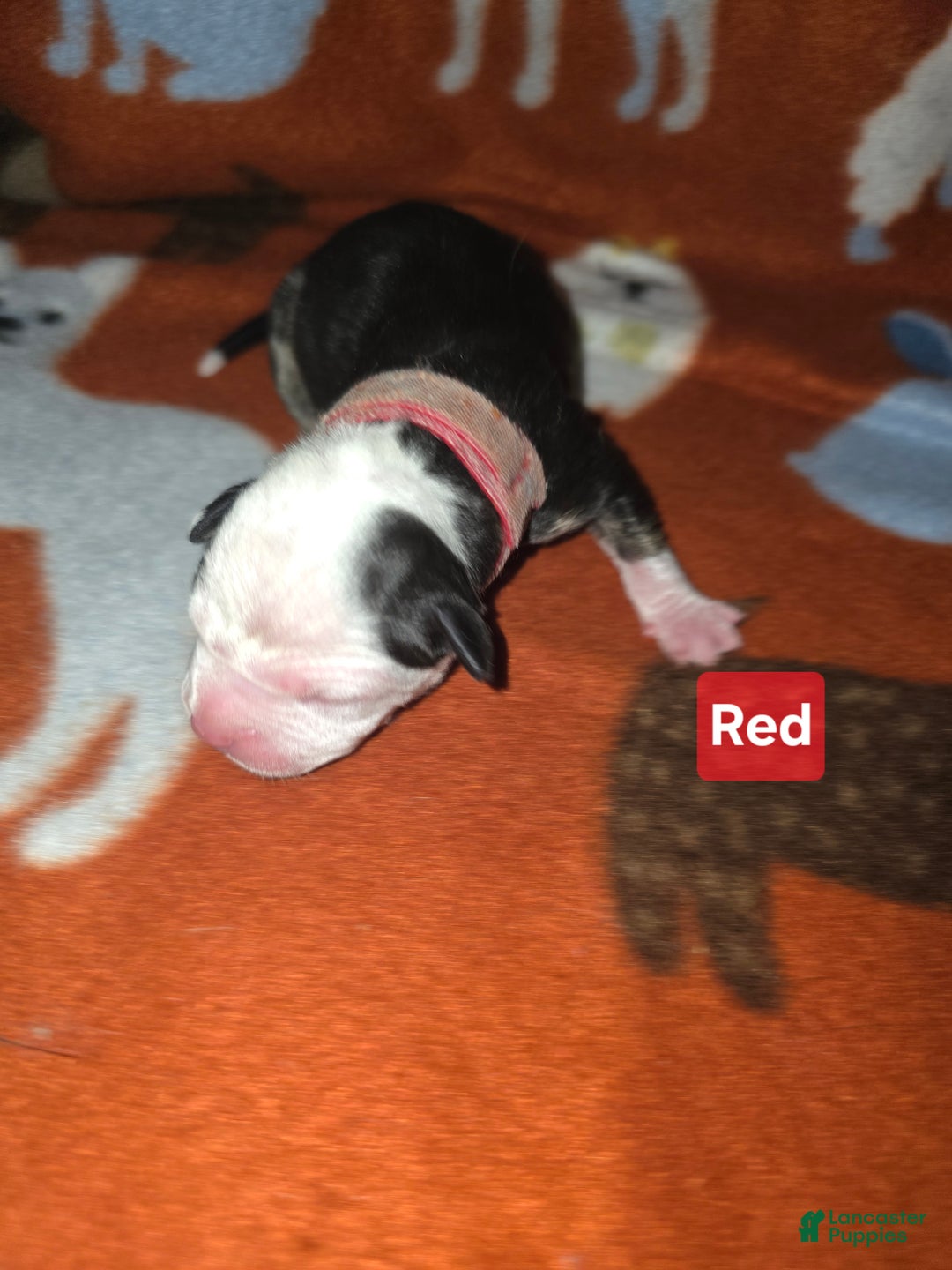 Mixed Breed dogs for sale: Red - Ad 8