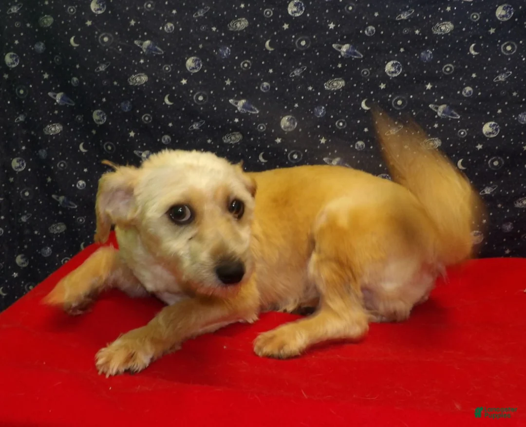 Teddy Bear dogs for sale: Buck. - Ad 2