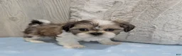 Shih Tzu dogs for sale: Rocky - Ad 4
