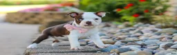Boston Terrier dogs for sale: Sammy - Ad 8