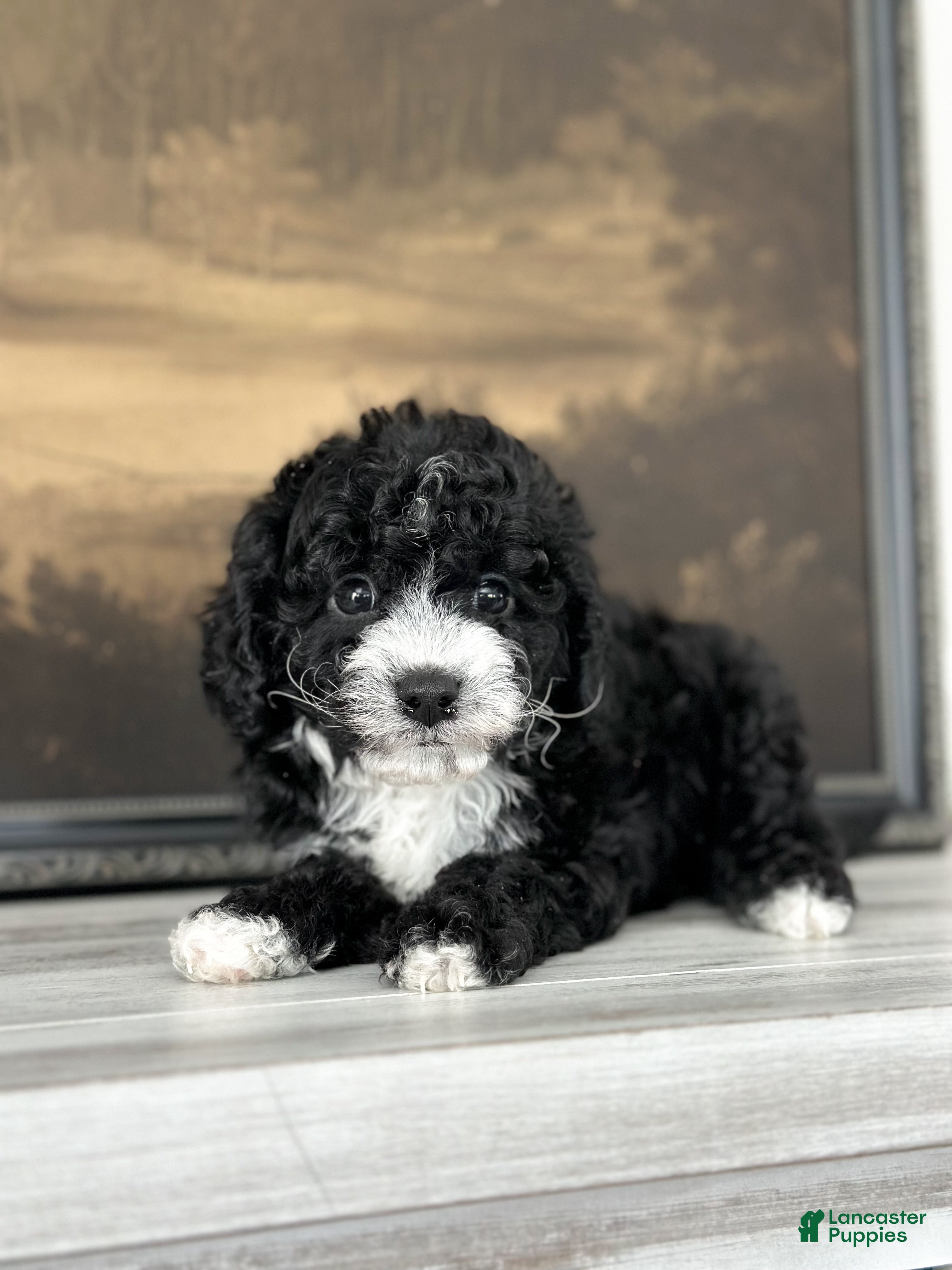 Cavachon dogs Bullseye - Ad 23