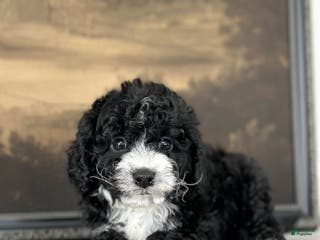 Cavachon dogs Bullseye - Ad 13