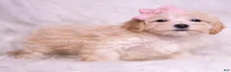 Maltipoo dogs for sale: Tinka - Ad 4
