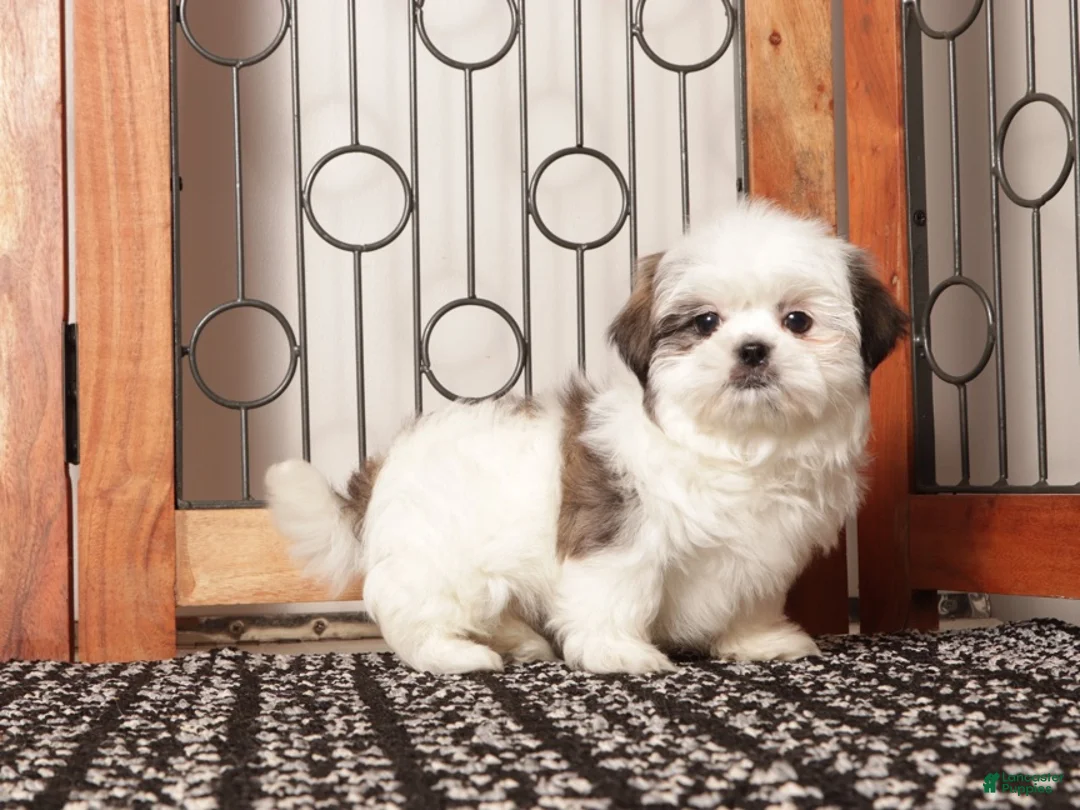 Shih Tzu dogs for sale: Yeti  - Ad 4