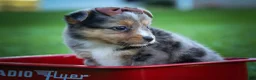 Mixed Breed dogs for sale: Garret💙 - Ad 4