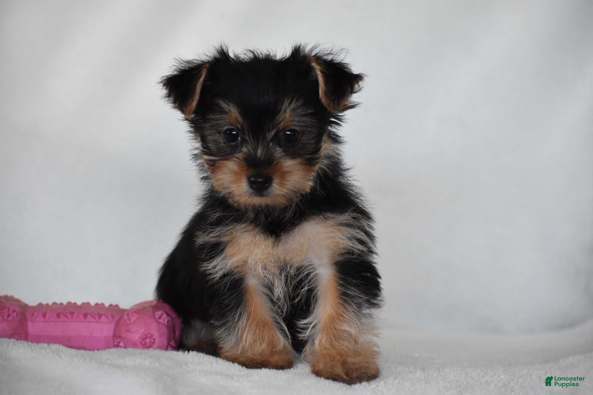 Yorkshire Terrier dogs Olive - Ad 2