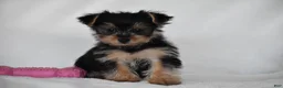 Yorkshire Terrier dogs for sale: Olive - Ad 2