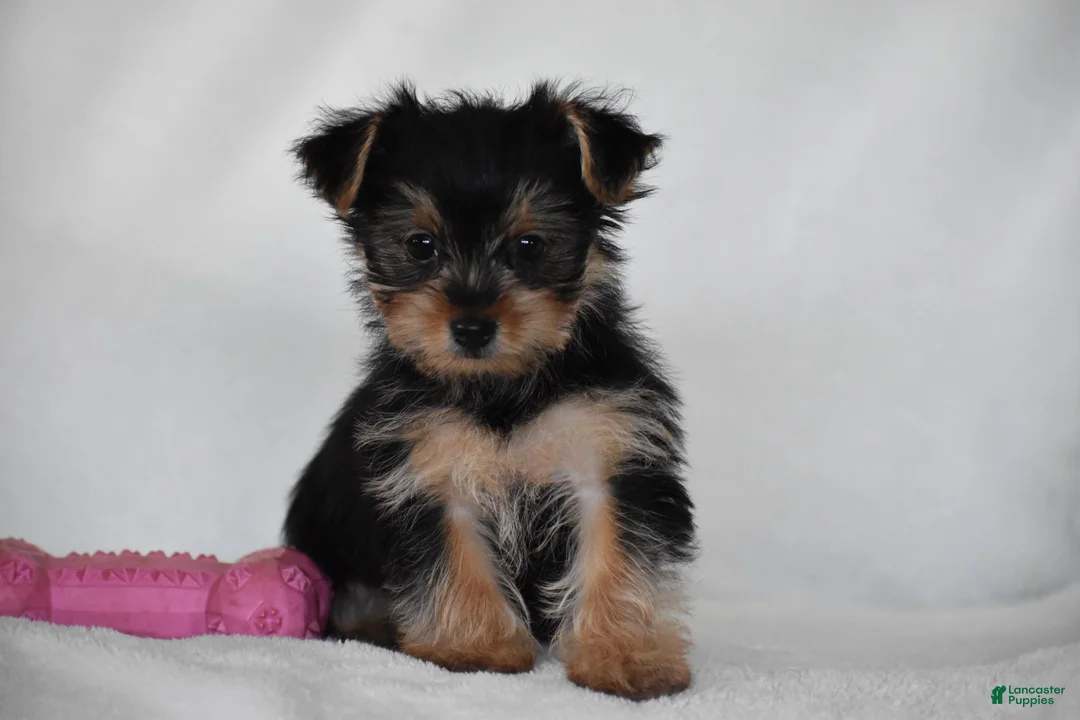 Yorkshire Terrier dogs for sale: Olive - Ad 2