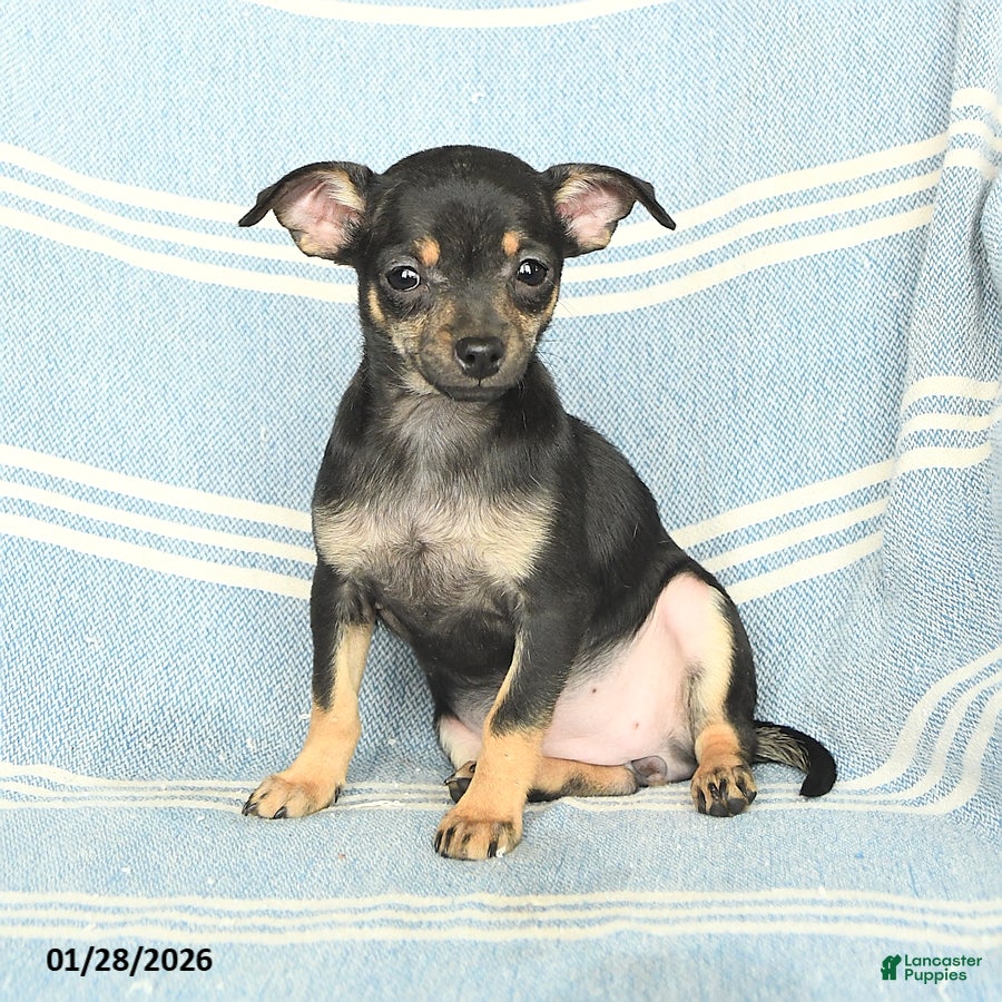 Mixed Breed dogs Precious - Ad 2