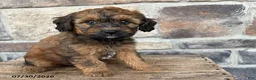 Whoodle dogs for sale: Molly - Ad 3