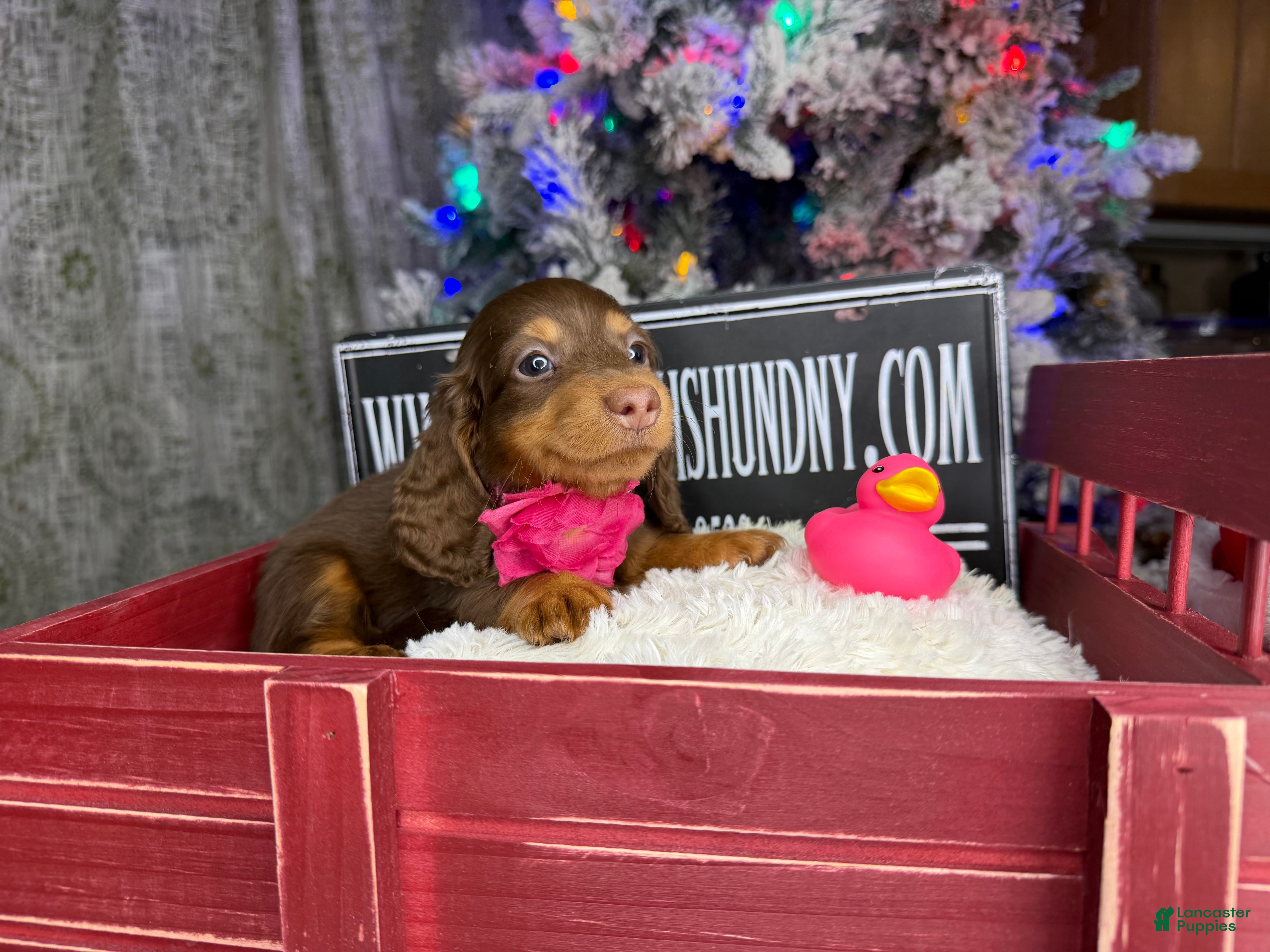 Miniature Dachshund dogs Russian overbite discounted - Ad 16