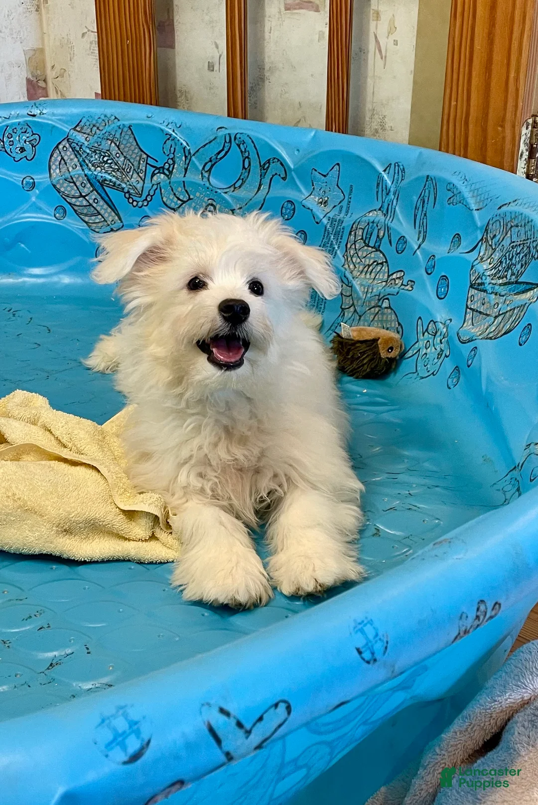 Mixed Breed dogs for sale: Shawn - Ad 11