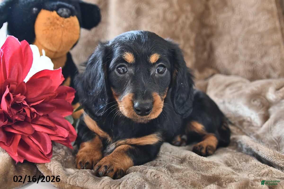 Miniature Dachshund dogs Buttercup - Ad 2