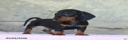 Miniature Dachshund dogs for sale: Cub - Ad 5