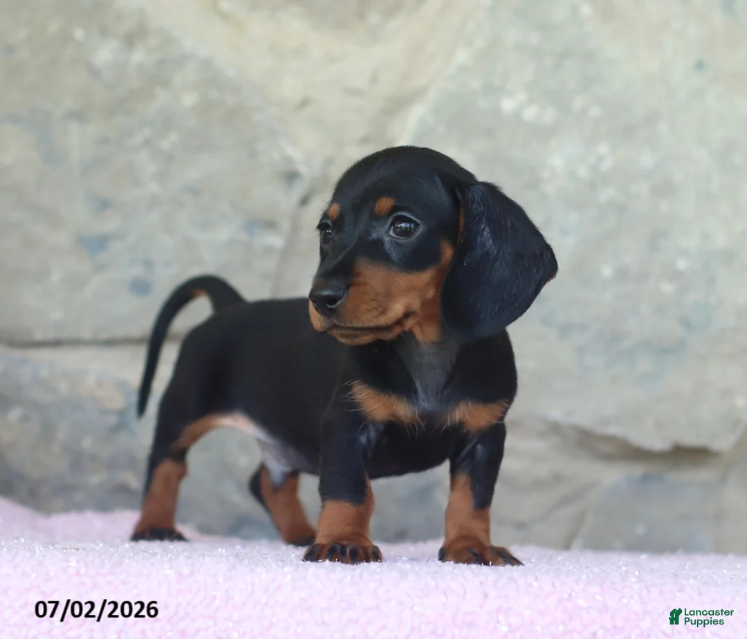 Miniature Dachshund dogs for sale: Cub - Ad 5