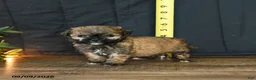 Mixed Breed dogs for sale: Teeny - Ad 3