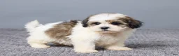 Teddy Bear dogs for sale: Lucy - Ad 6