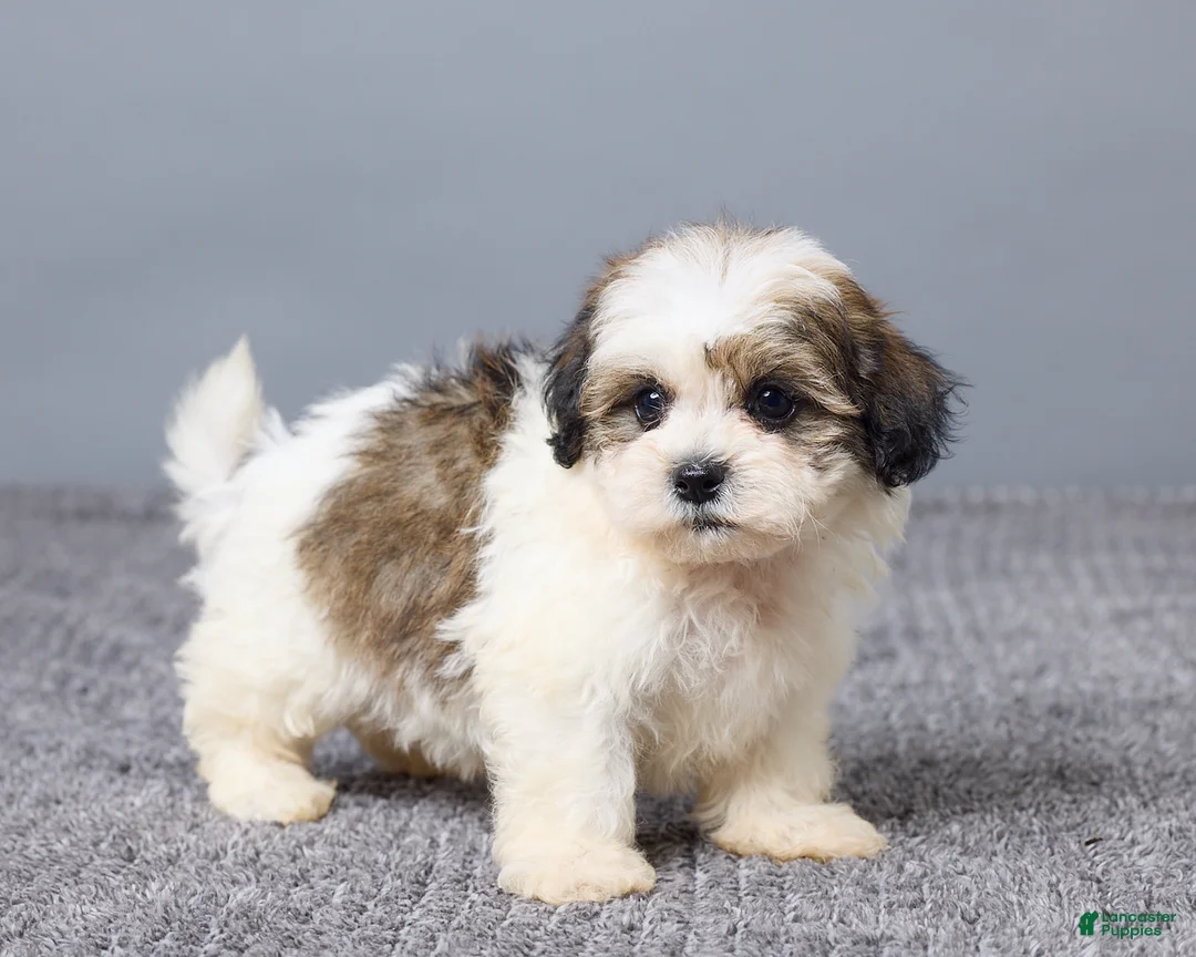 Teddy Bear dogs for sale: Lucy - Ad 6