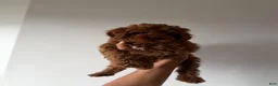 Miniature Poodle dogs for sale: Yogi - Ad 3