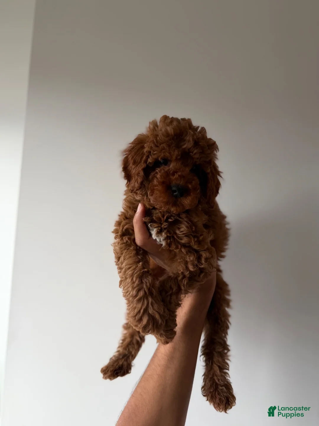 Miniature Poodle dogs for sale: Yogi - Ad 3