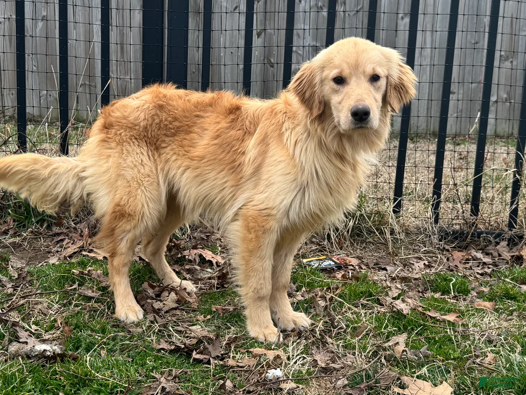 Golden Retriever dogs for sale: Loot - Ad 2