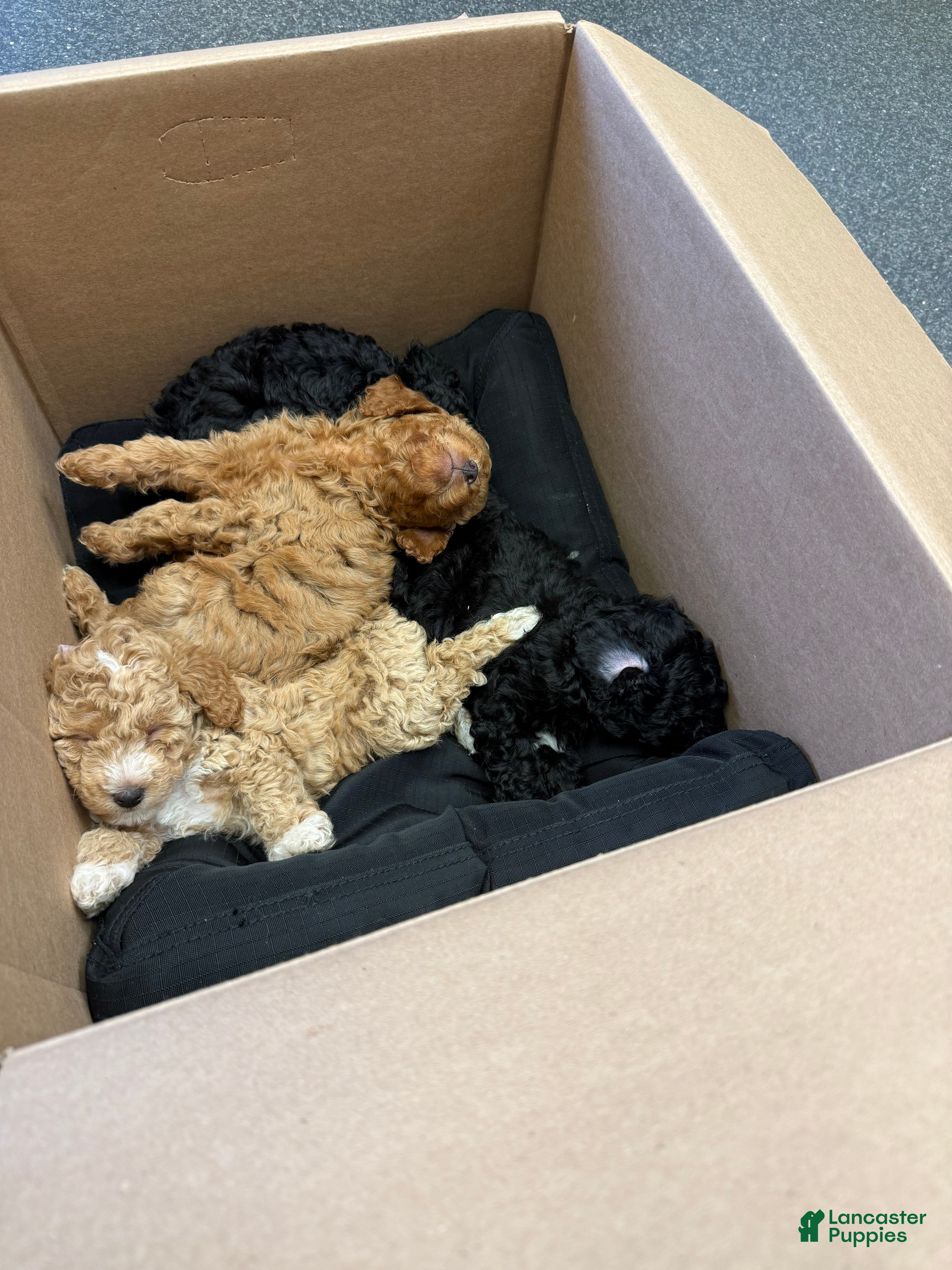 Miniature Poodle dogs Miniature Poodle 2 - Ad 30