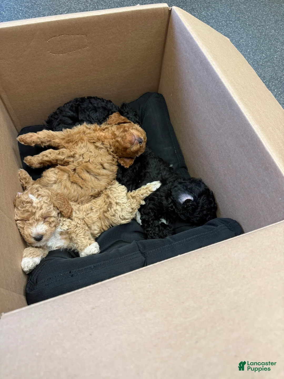 Miniature Poodle dogs for sale: Miniature Poodle 2 - Ad 1