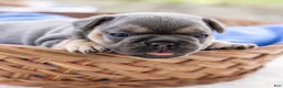 French Bulldog dogs for sale: Peter - Ad 4
