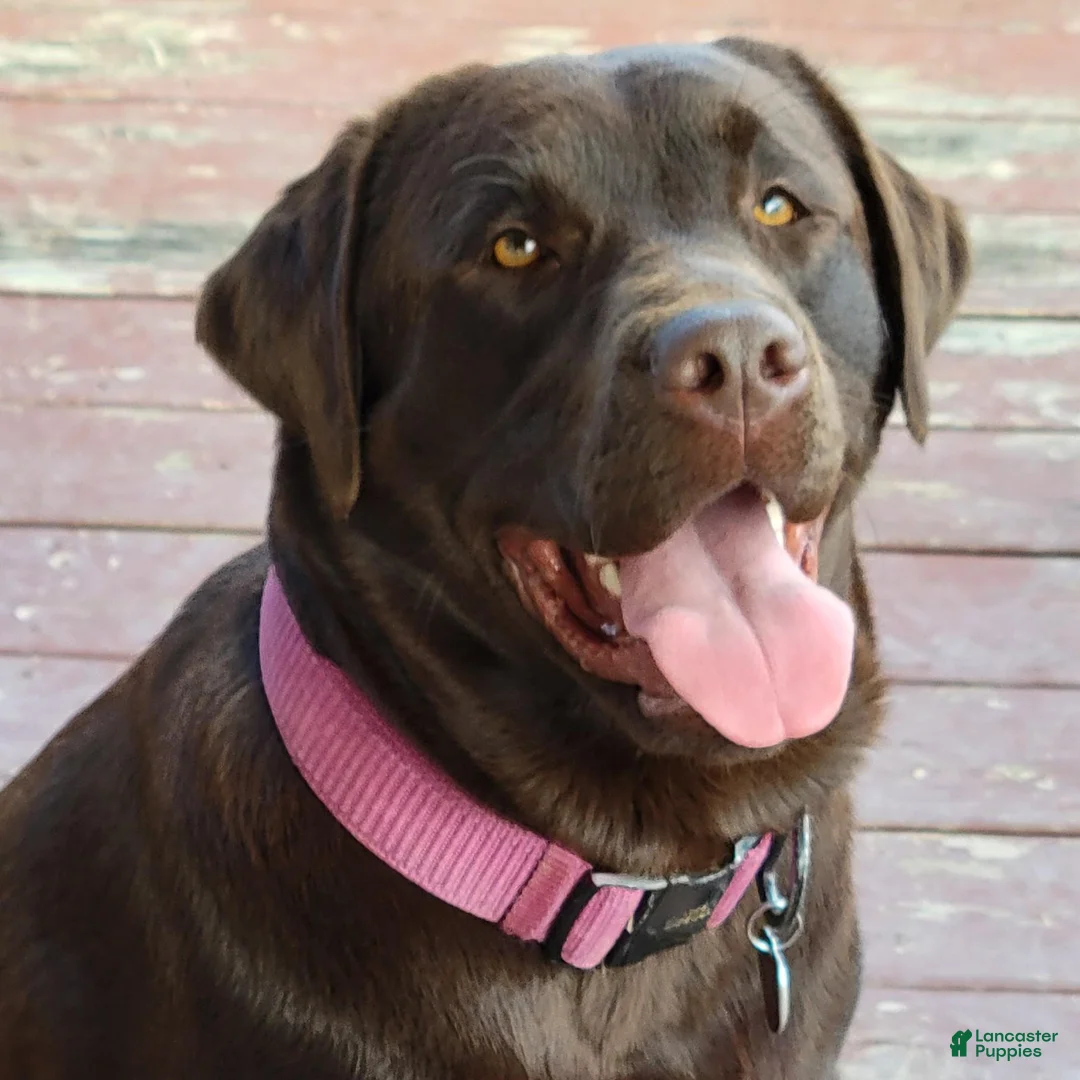 Labrador Retriever dogs for sale: Red - AKC English Lab - Ad 2