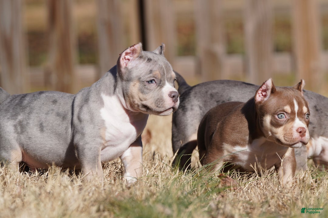 American Bully dogs for sale: American Bully Puppy 2 - Merle - Ad 4