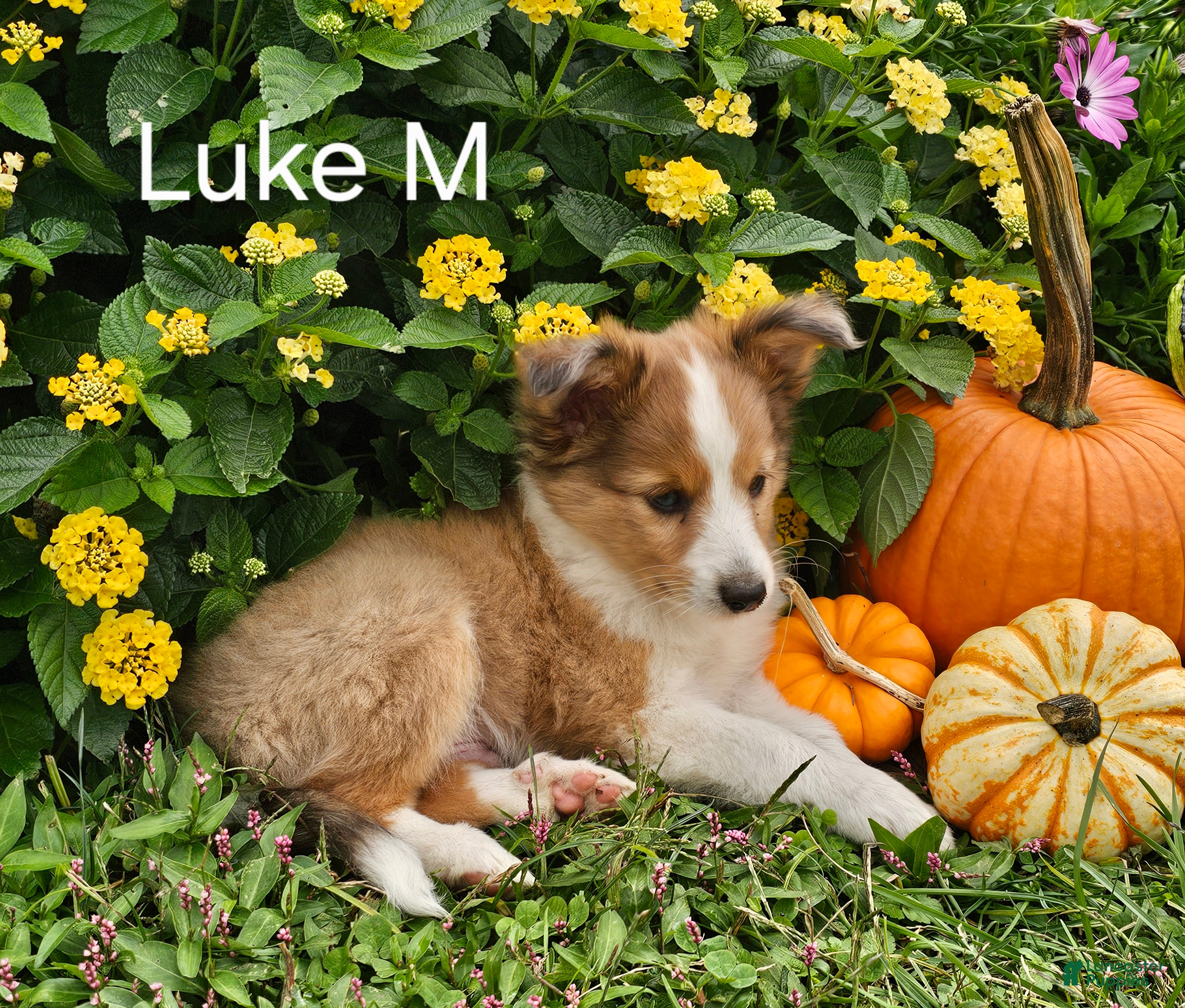 Luke
