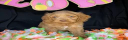 Cockapoo dogs for sale: Chevelle - Ad 3