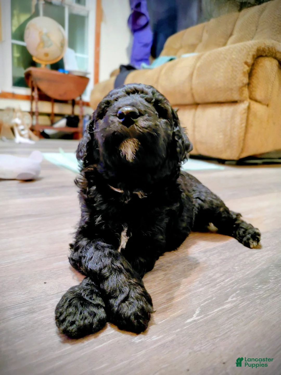 Mini Goldendoodle dogs for sale: Mini Goldendoodle DREAMER - Ad 1