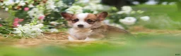 Welsh Corgi Pembroke dogs for sale: Myla - Ad 3