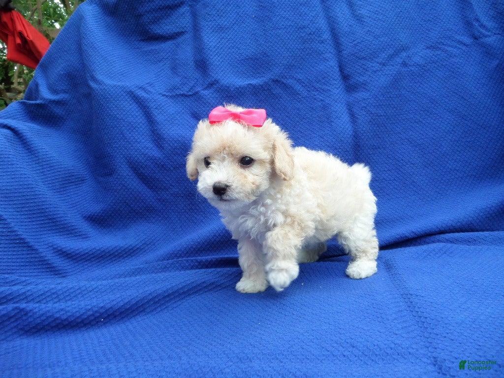 Maltipoo dogs Ivara - Ad 2