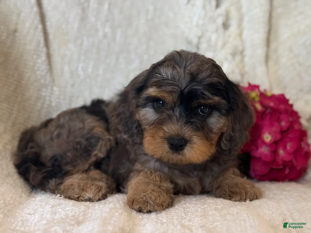 Cavapoo dogs for sale: Spencer - Ad 2