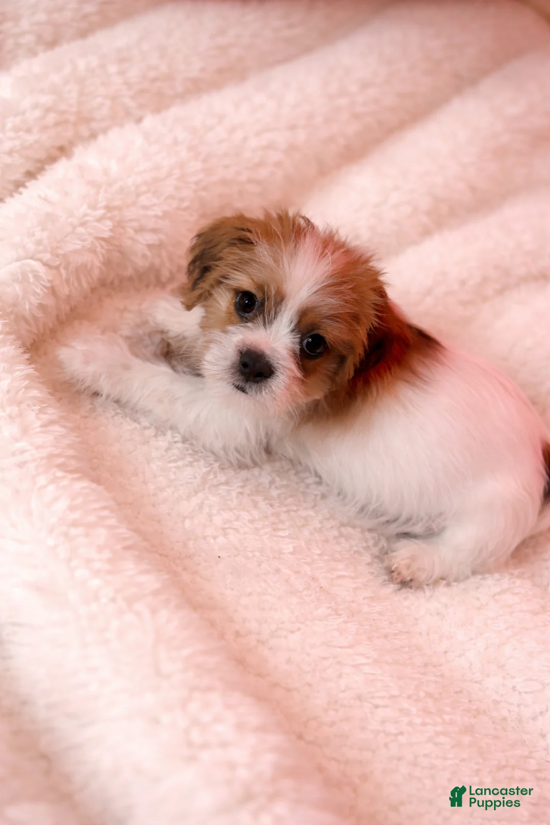 Shorkie dogs for sale: Green Collar - Ad 1