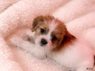 Shorkie dogs Green Collar - Ad 14